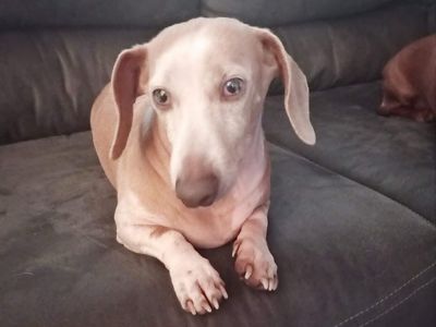 pie bald dachshund