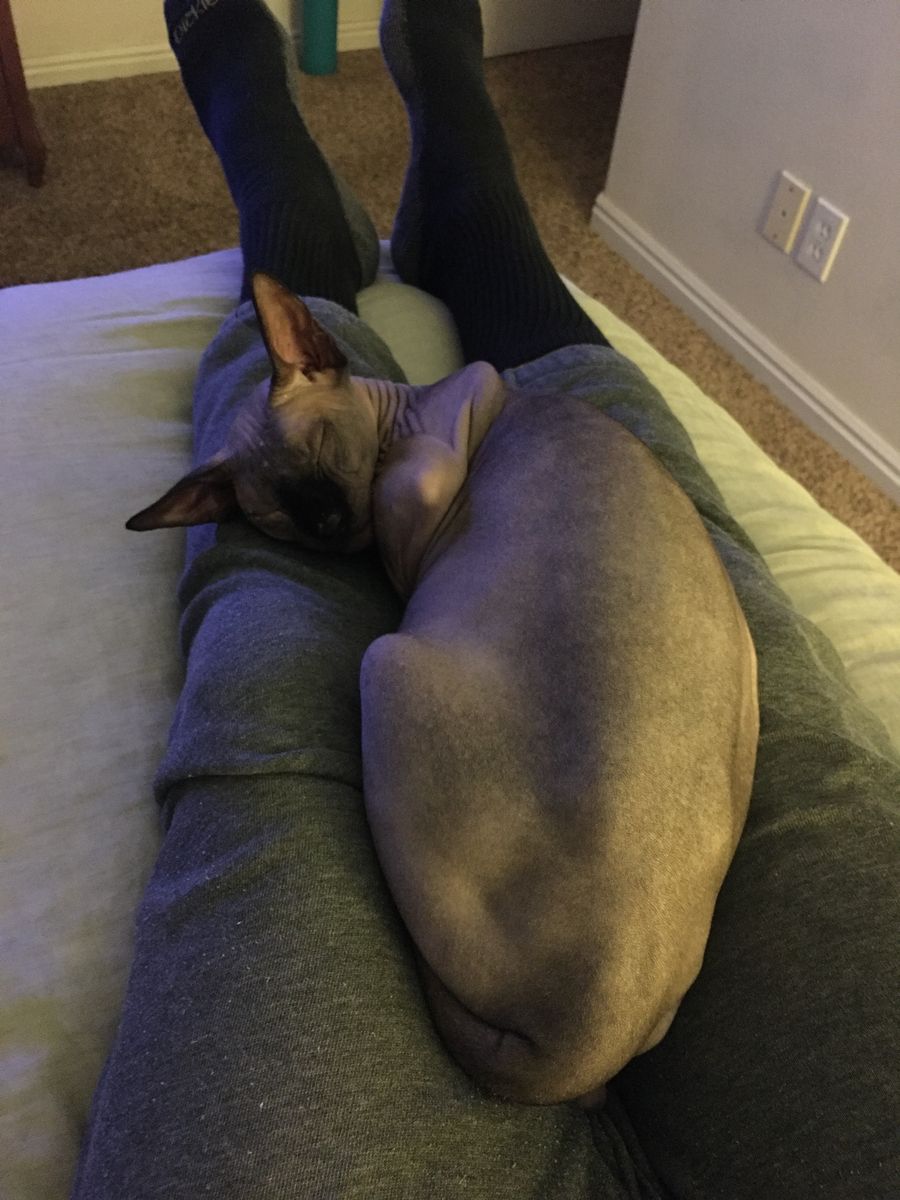 2 male sphinx cats