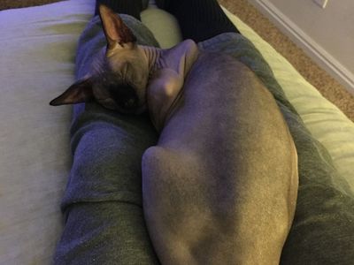 2 male sphinx cats