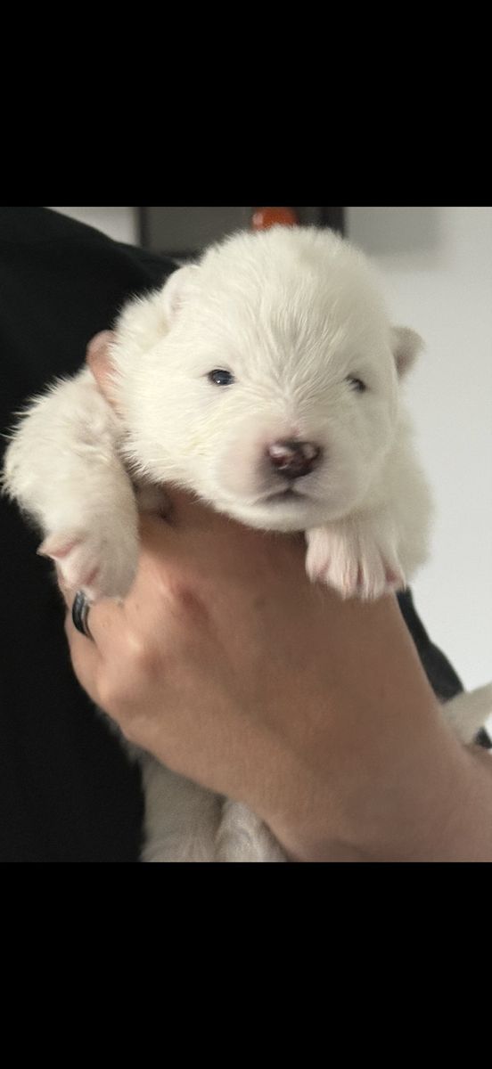 Samoyed Puppies