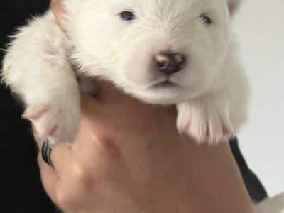 Samoyed Puppies
