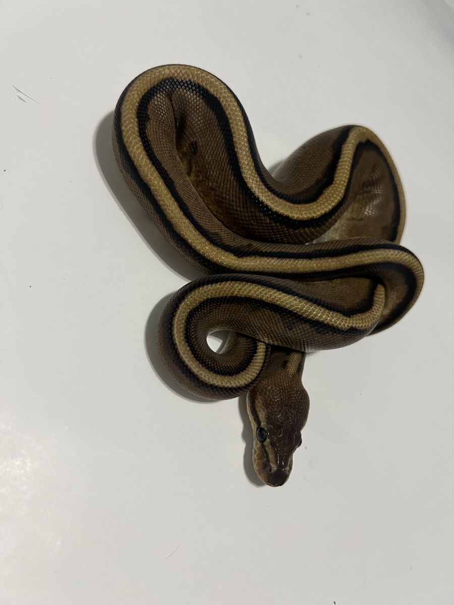 Pet Snake - Ball Python #30