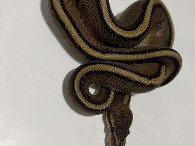 Pet Snake - Ball Python #30