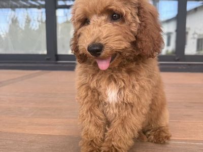 Darling Kennel Trained Mini Goldendoodle Puppies