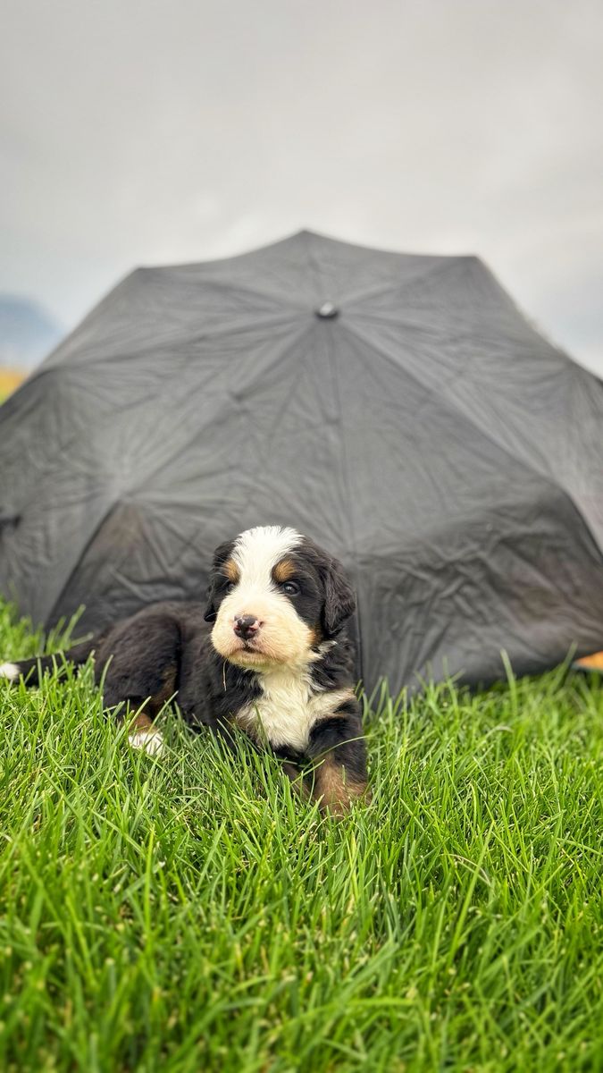 Champion Line Bernese Puppies
