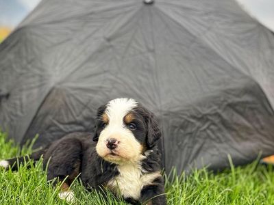 Champion Line Bernese Puppies