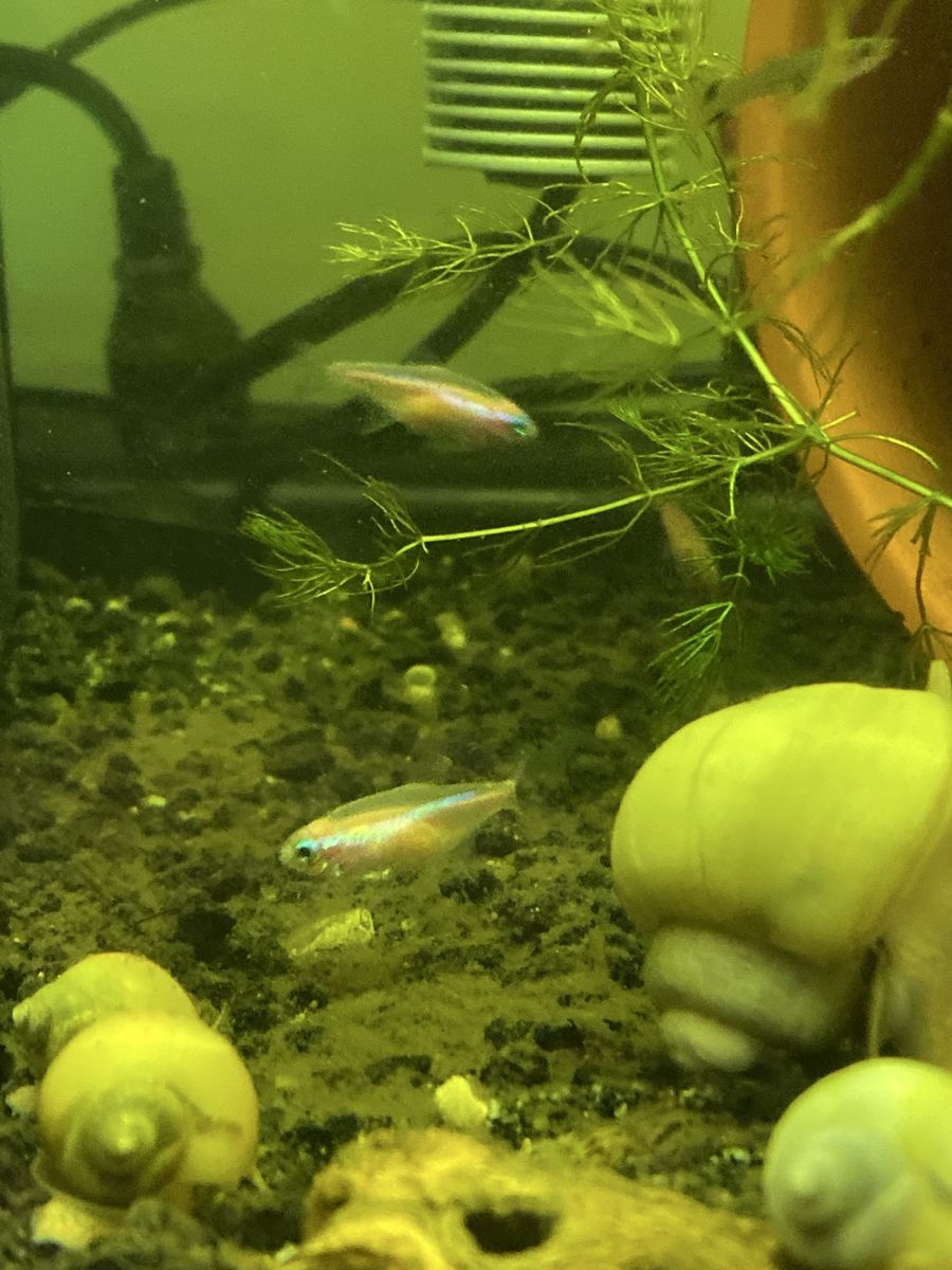 White Neon Tetra