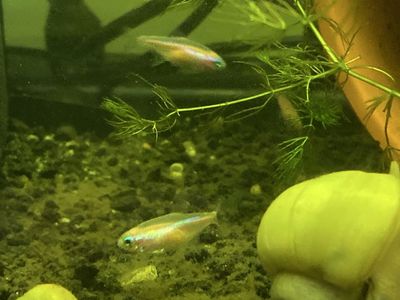 White Neon Tetra