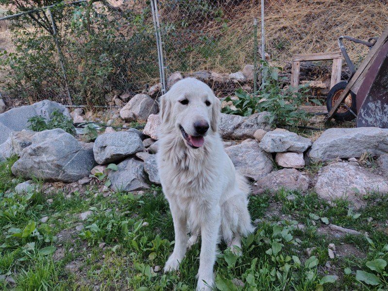 Great Pyreneese 