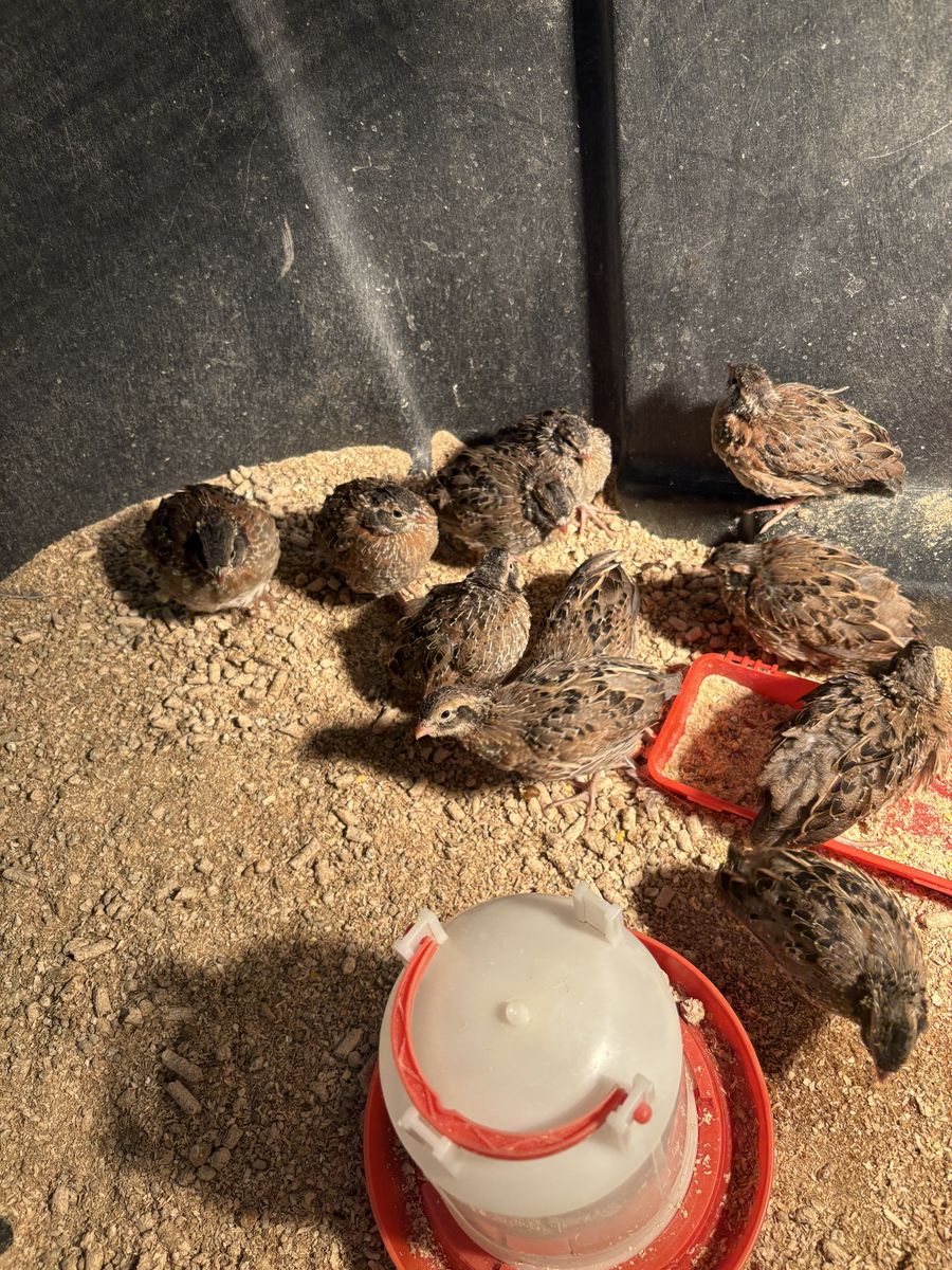 Bobwhite quail chicks