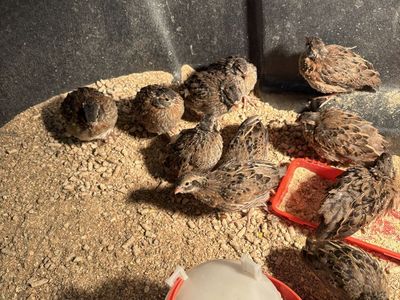 Bobwhite quail chicks