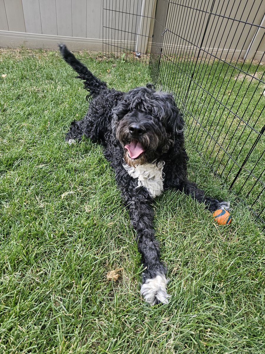 4-Year-Old Aussiedoodle Looking for His Perfect Home
