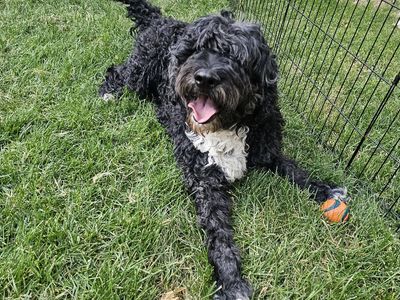 4-Year-Old Aussiedoodle Looking for His Perfect Home