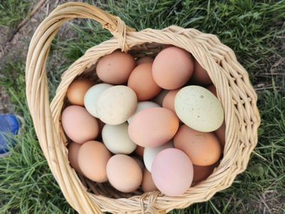 eggs range free
