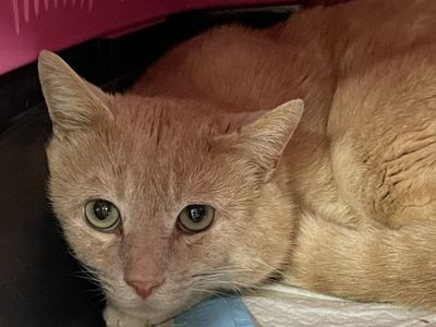 Hello my name is Lunaire