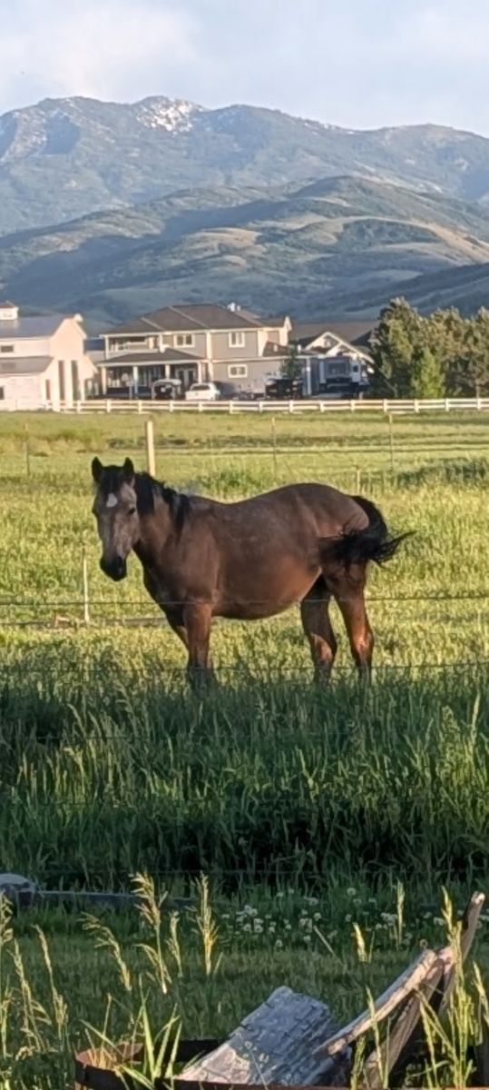 Yearling half draft filly