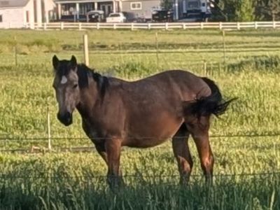 Yearling half draft filly
