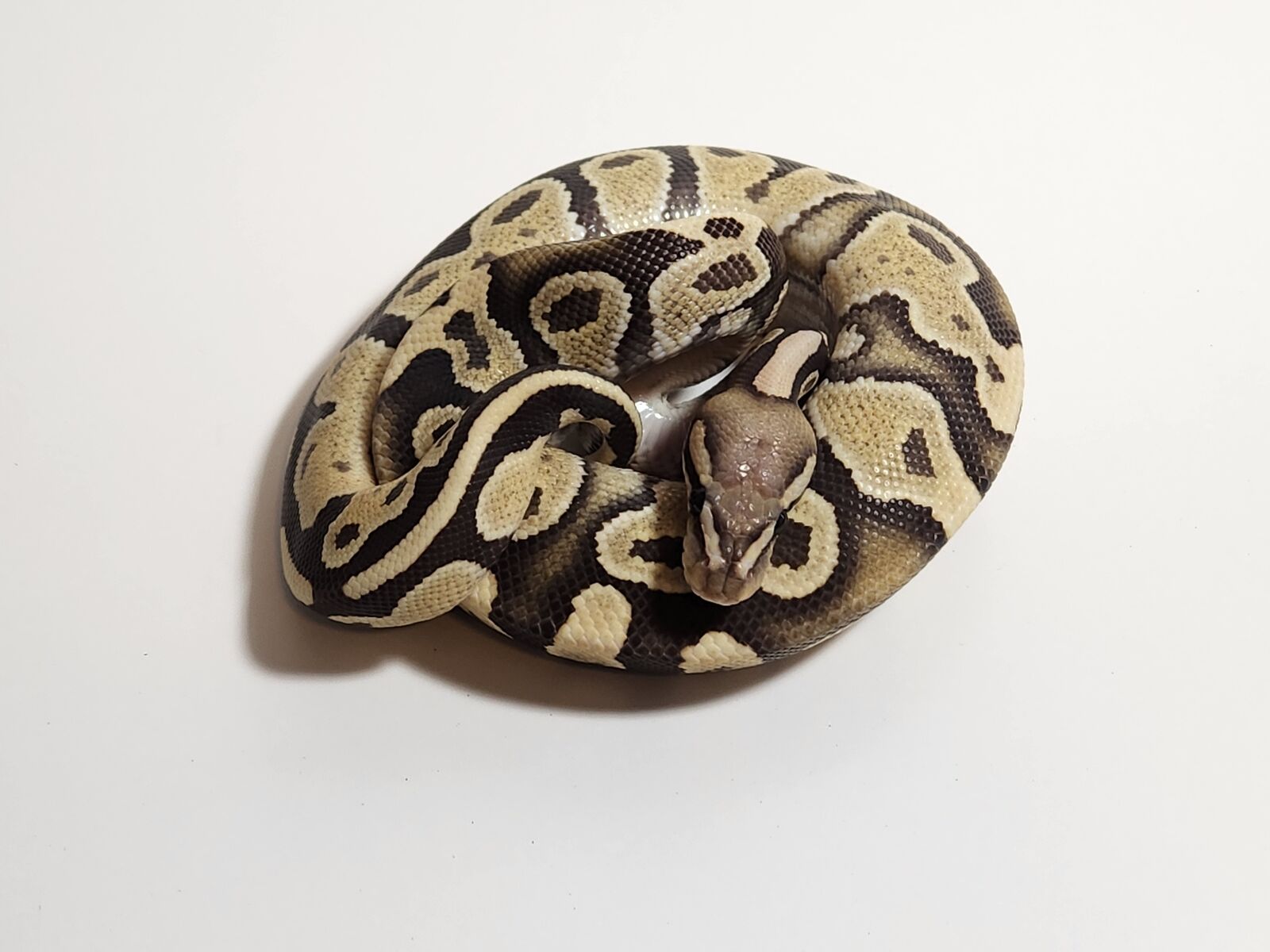 Male Desert Ghost het Hypo