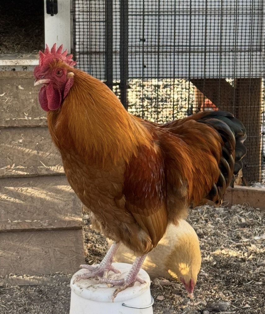 Roosters- Free (Lindon)