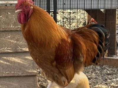 Roosters- Free (Lindon)