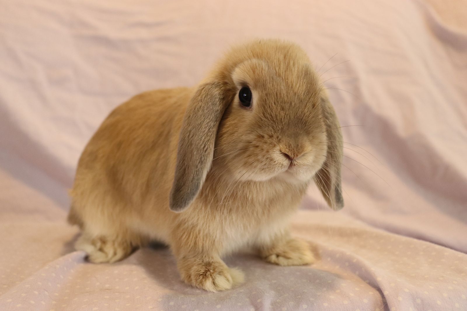 Female Cream Holland Lop Bunny