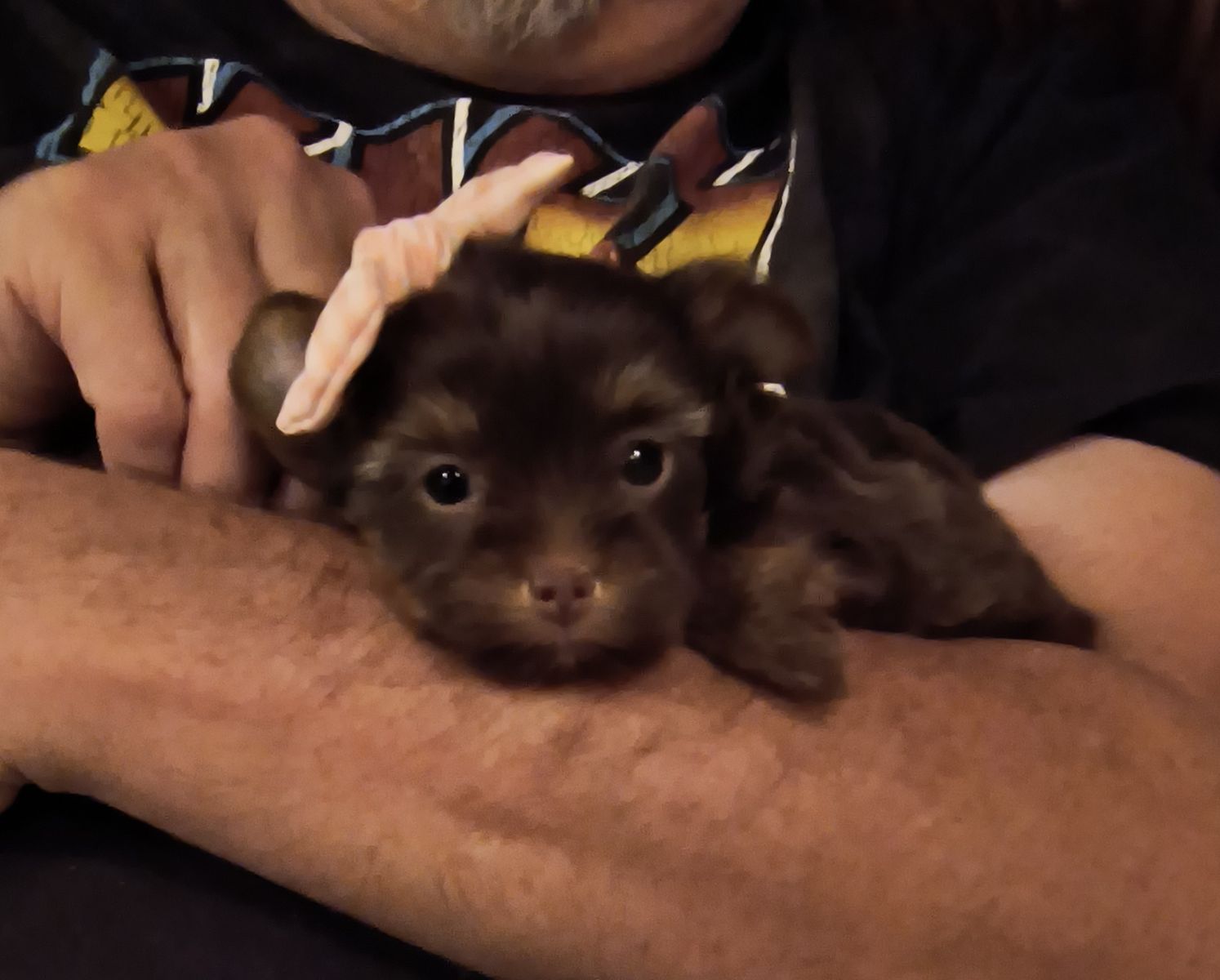 Fiona Small Female Yorkie Puppy (Yorkshire Terrier)