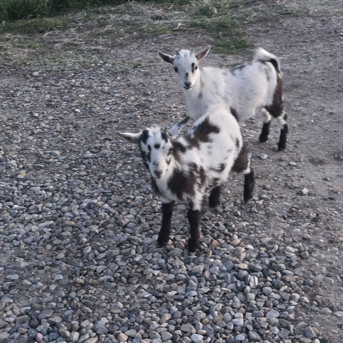 two female Nigerian dwarf goats