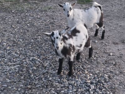 two female Nigerian dwarf goats