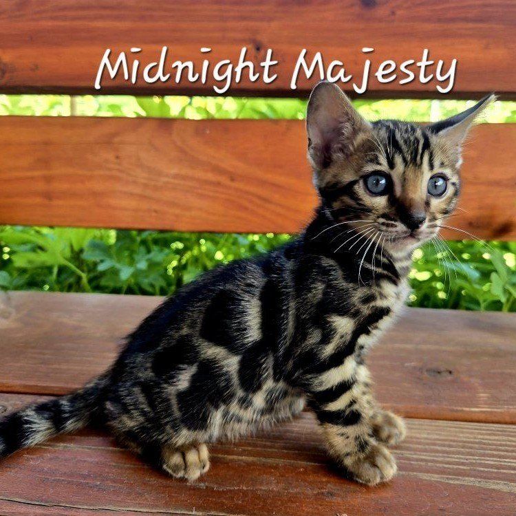 Charcoal Bengal TICA Kittens -Glitter Coats
