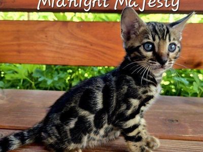 Charcoal Bengal TICA Kittens -Glitter Coats