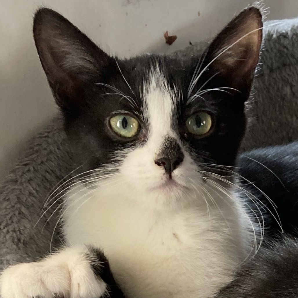 Hello my name is Persephone