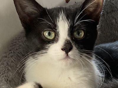 Hello my name is Persephone