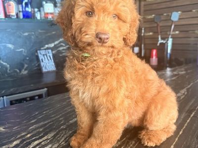 Stunning Trained Deep red Mini Goldendoodle Girl