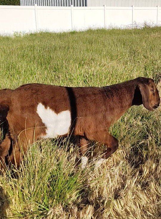 Naturally polled High Percentage Boer Buckling