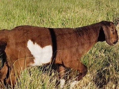 Naturally polled High Percentage Boer Buckling