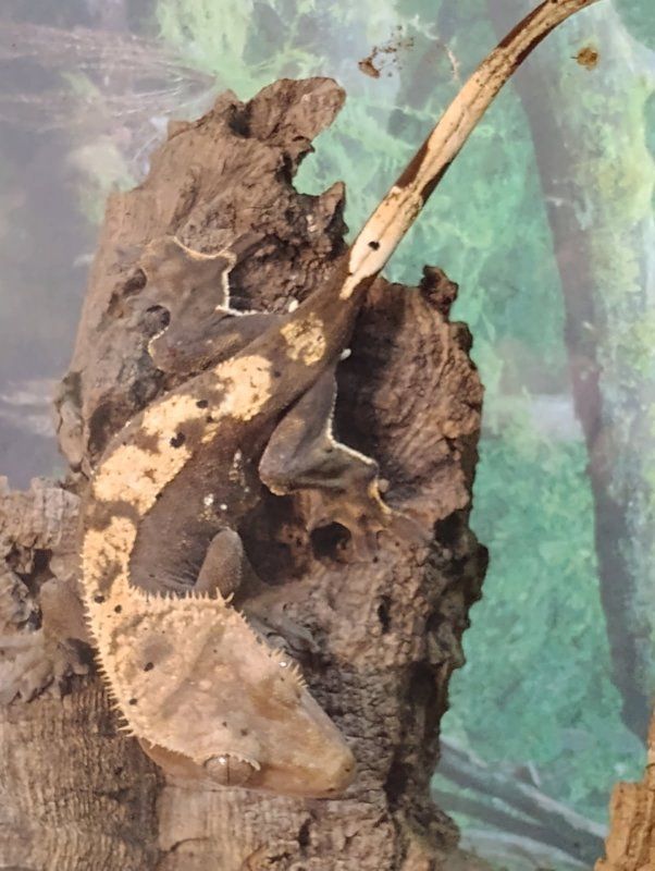 Main image 2