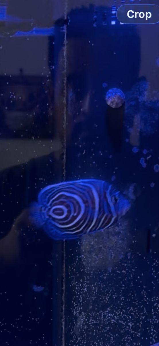 Juvenile Emperor Angelfish (Pomacanthus imperator) - Vibrant Marine Aquarium Fish