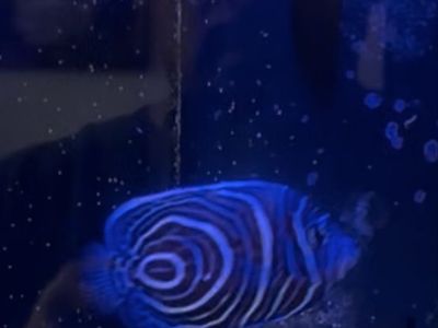 Juvenile Emperor Angelfish (Pomacanthus imperator) - Vibrant Marine Aquarium Fish