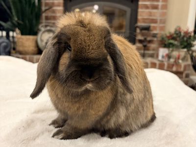 Jr Black Tort Holland Lop doe