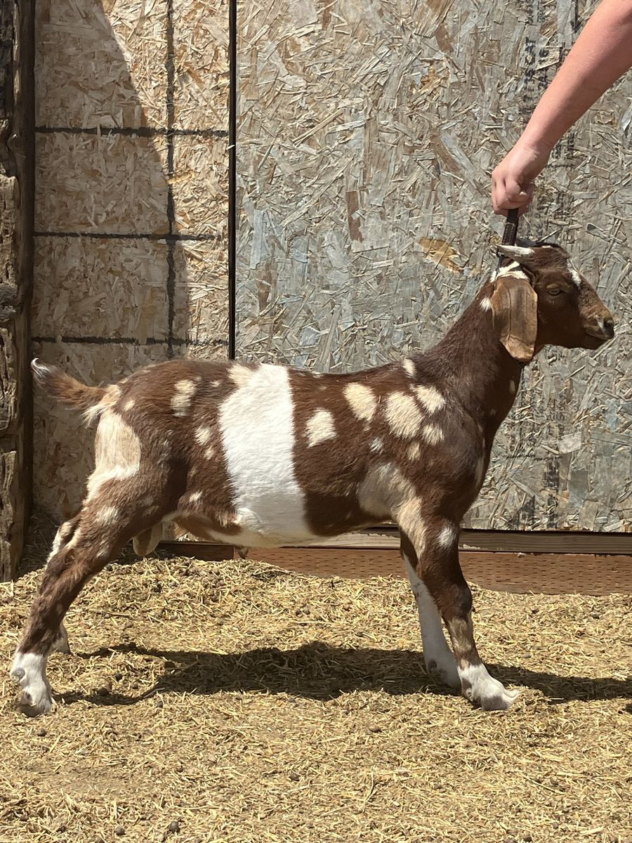 Painted dappled Boer buckling