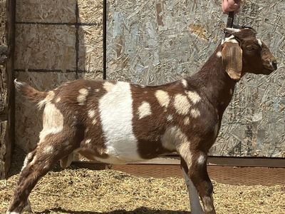 Painted dappled Boer buckling