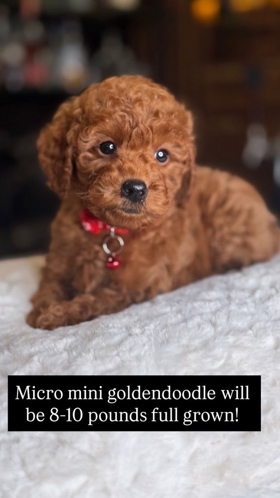 Darling 10-12 Pound Mini Goldendoodle Puppy