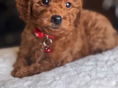 Darling 10-12 Pound Mini Goldendoodle Puppy