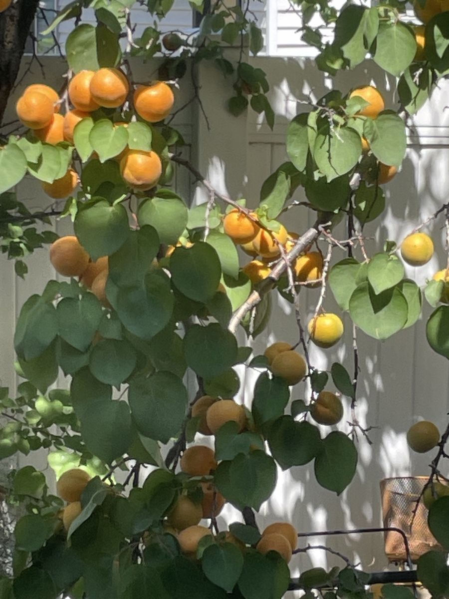 Organic apricots