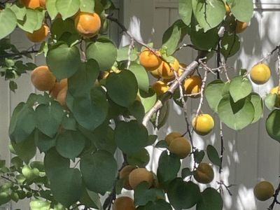 Organic apricots
