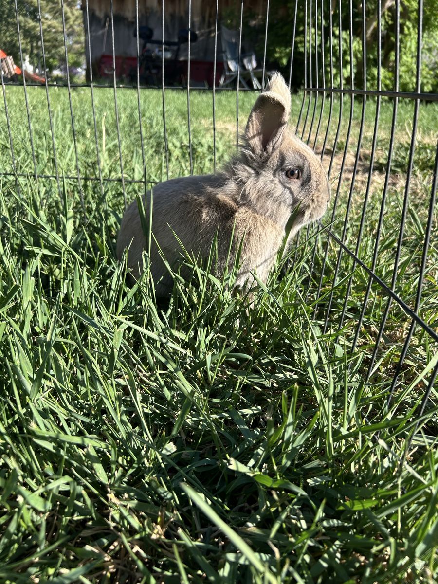 Neutered Bunny