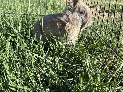 Neutered Bunny