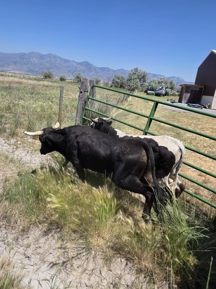 5 roping steers