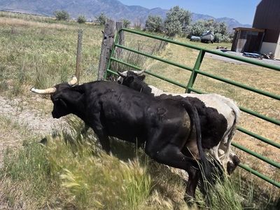 5 roping steers