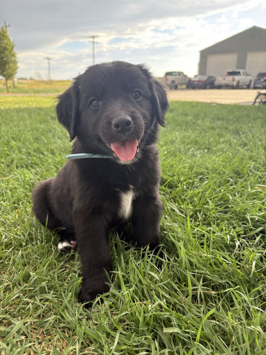 Adorable Golden Retriever Cross Puppy